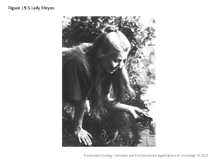 Figure 19. 5 Judy Meyer. Freshwater Ecology: Concepts and Environmental Applications of Limnology ©