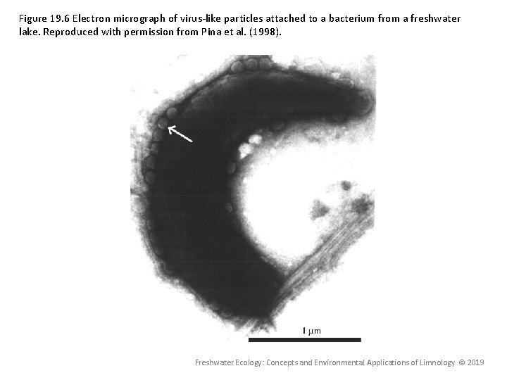 Figure 19. 6 Electron micrograph of virus-like particles attached to a bacterium from a