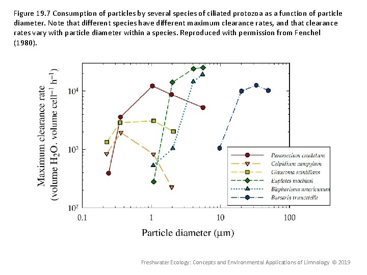 Figure 19. 7 Consumption of particles by several species of ciliated protozoa as a