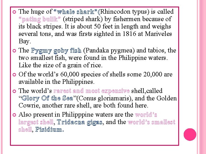 The huge of “whale shark”(Rhincodon typus) is called “pating bulik” (striped shark) by fishermen