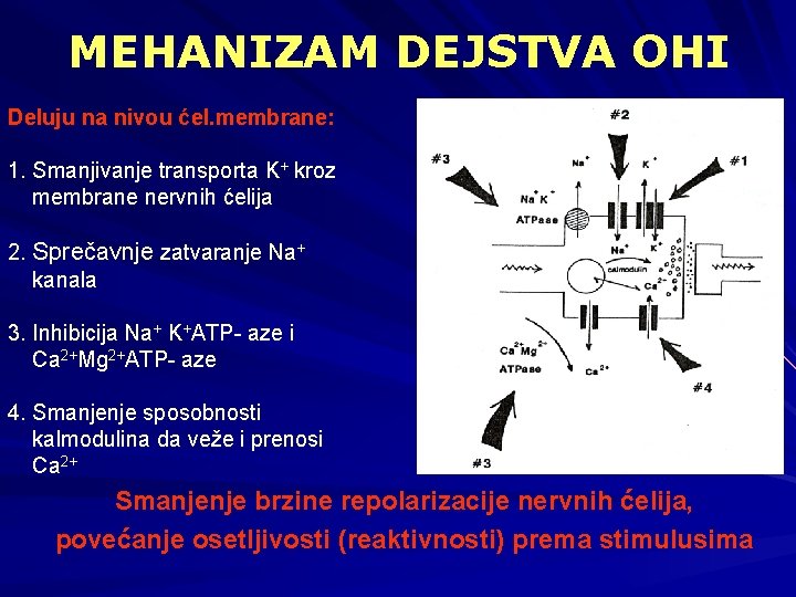 MEHANIZAM DEJSTVA OHI Deluju na nivou ćel. membrane: 1. Smanjivanje transporta K+ kroz membrane