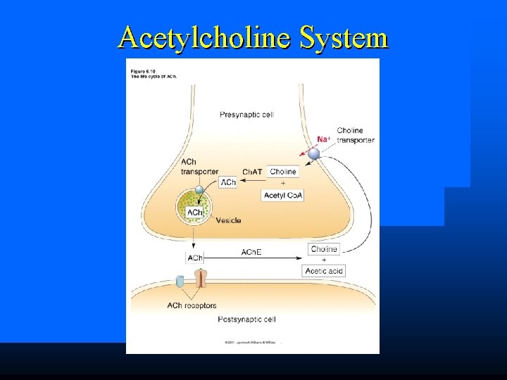 Acetylcholine System 