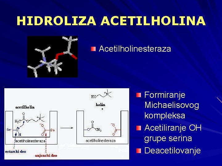 HIDROLIZA ACETILHOLINA Acetilholinesteraza Formiranje Michaelisovog kompleksa Acetiliranje OH grupe serina Deacetilovanje 