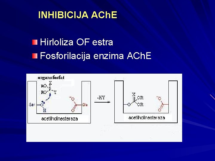 INHIBICIJA ACh. E Hirloliza OF estra Fosforilacija enzima ACh. E INHIBICIJA ACh. E Hirloliza OF estra Fosforilacija enzima ACh. E