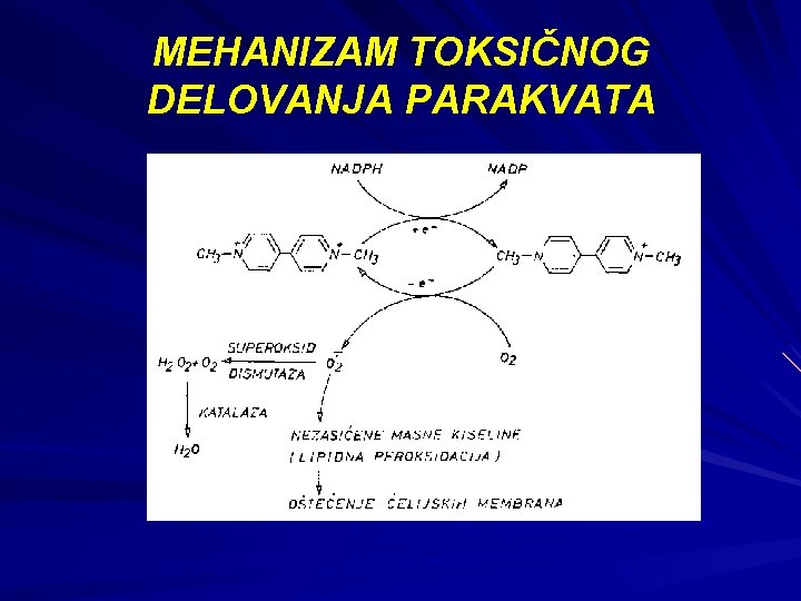 MEHANIZAM TOKSIČNOG DELOVANJA PARAKVATA 