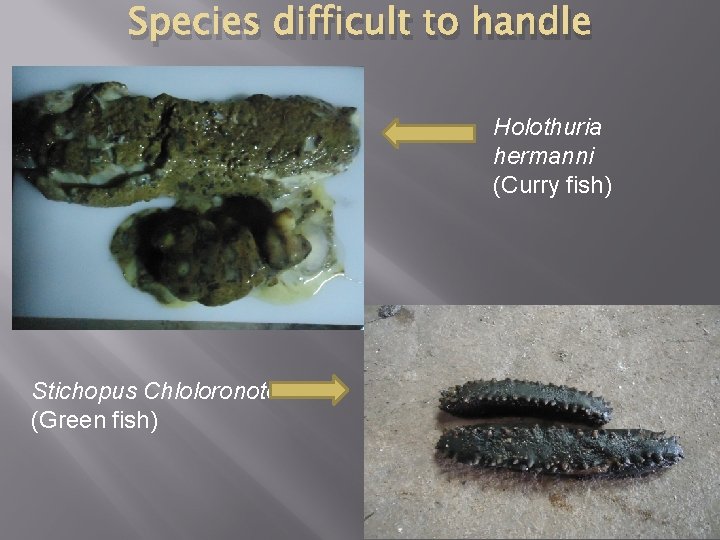 Species difficult to handle Holothuria hermanni (Curry fish) Stichopus Chloloronotos (Green fish) 
