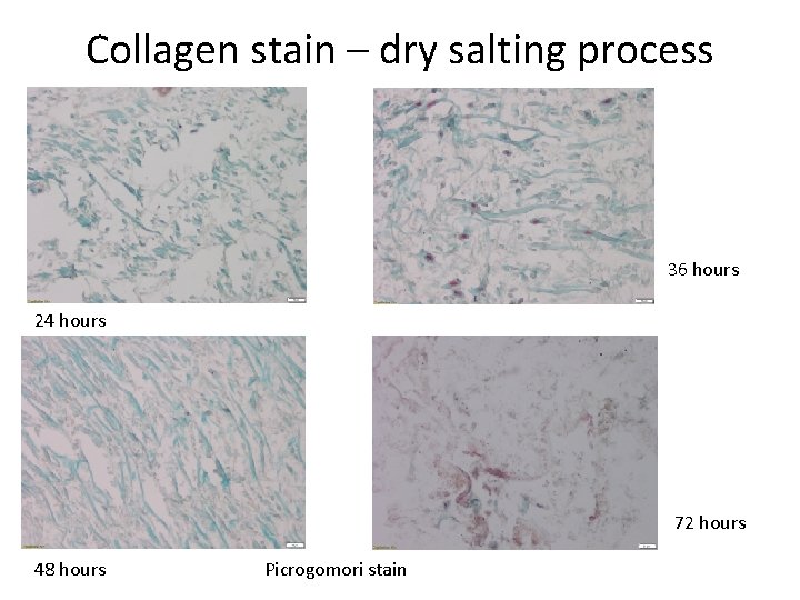 Collagen stain – dry salting process 36 hours 24 hours 72 hours 48 hours