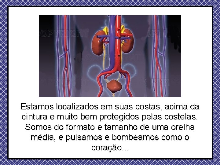 Estamos localizados em suas costas, acima da cintura e muito bem protegidos pelas costelas.