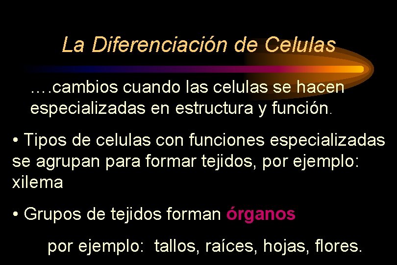 La Diferenciación de Celulas …. cambios cuando las celulas se hacen especializadas en estructura