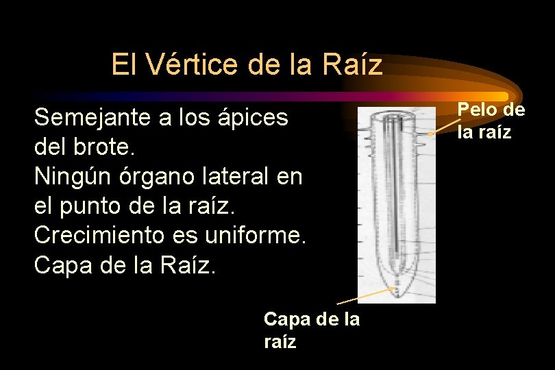 El Vértice de la Raíz Semejante a los ápices del brote. Ningún órgano lateral