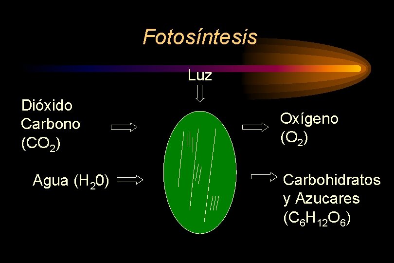 Fotosíntesis Luz Dióxido Carbono (CO 2) Agua (H 20) Oxígeno (O 2) Carbohidratos y