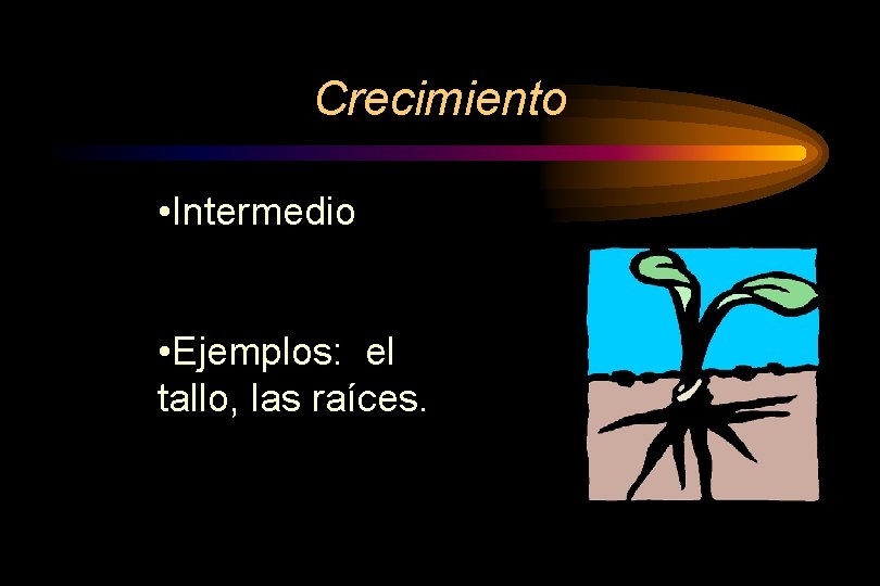 Crecimiento • Intermedio • Ejemplos: el tallo, las raíces. 