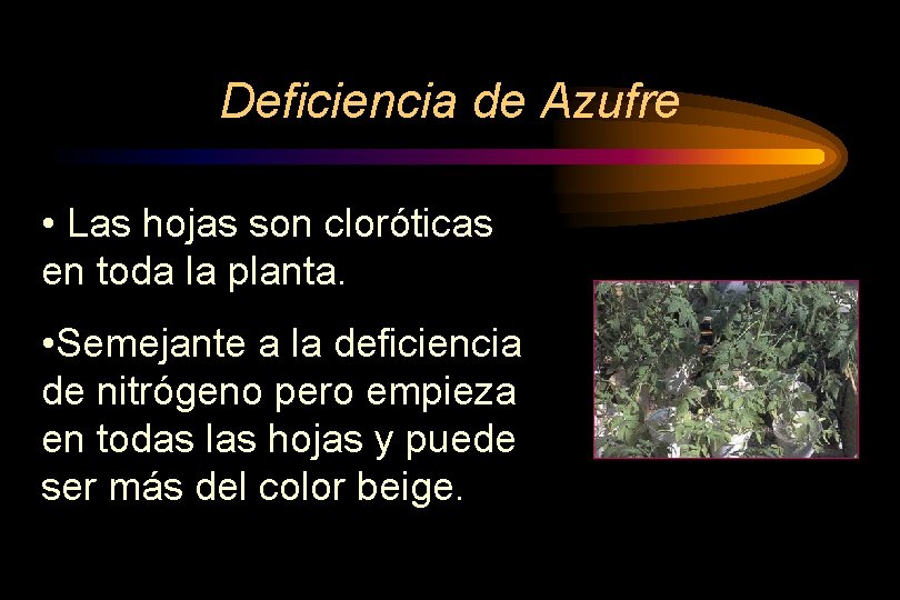 Deficiencia de Azufre • Las hojas son cloróticas en toda la planta. • Semejante