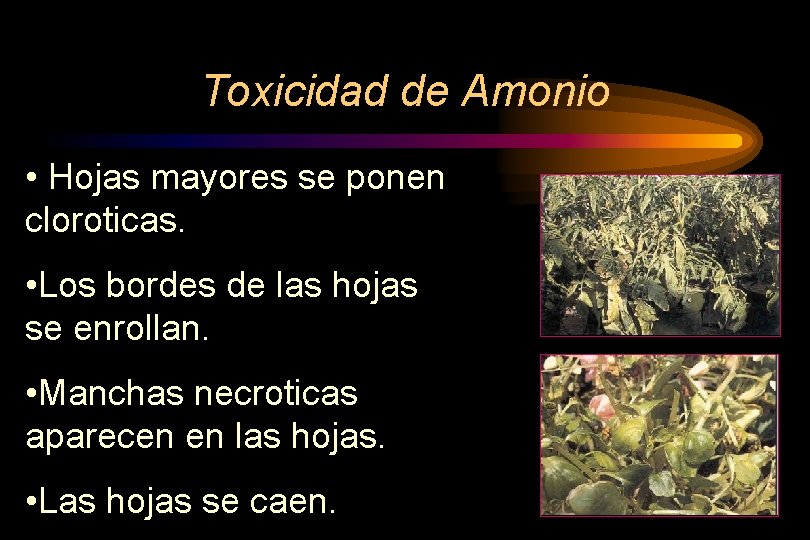 Toxicidad de Amonio • Hojas mayores se ponen cloroticas. • Los bordes de las
