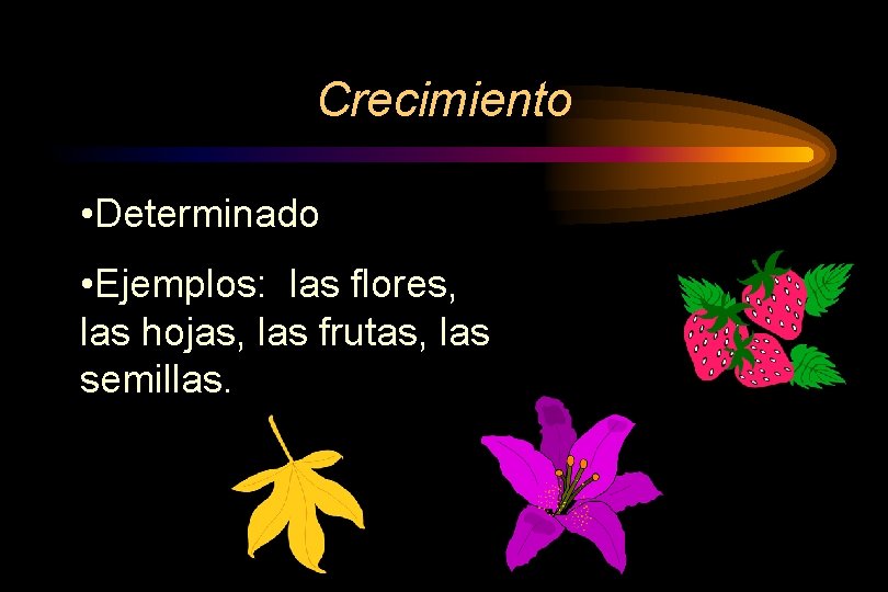 Crecimiento • Determinado • Ejemplos: las flores, las hojas, las frutas, las semillas. 