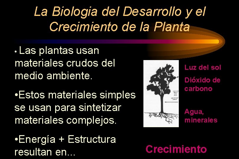 La Biologia del Desarrollo y el Crecimiento de la Planta • Las plantas usan