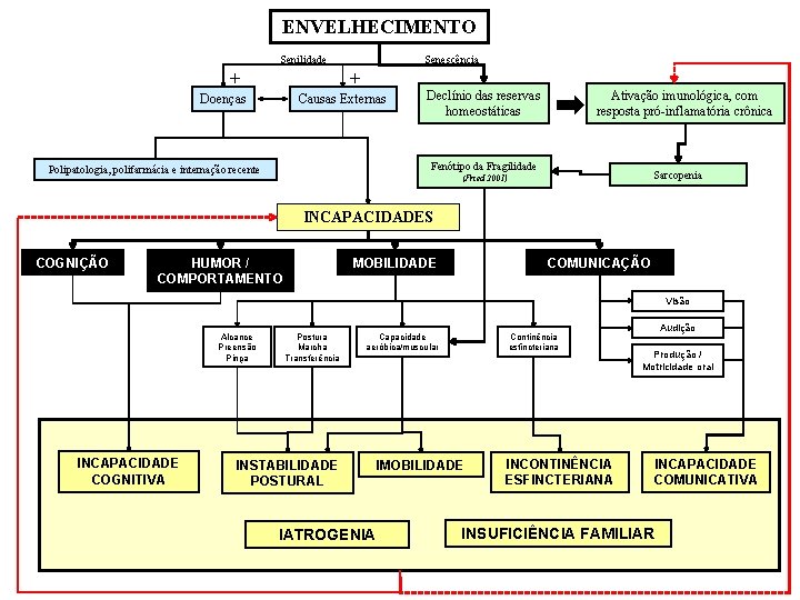 ENVELHECIMENTO Senilidade Senescência + + Doenças Causas Externas Declínio das reservas homeostáticas Ativação imunológica,