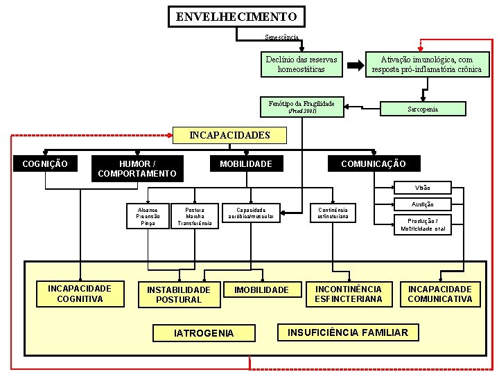 ENVELHECIMENTO Senescência Declínio das reservas homeostáticas Ativação imunológica, com resposta pró-inflamatória crônica Fenótipo da