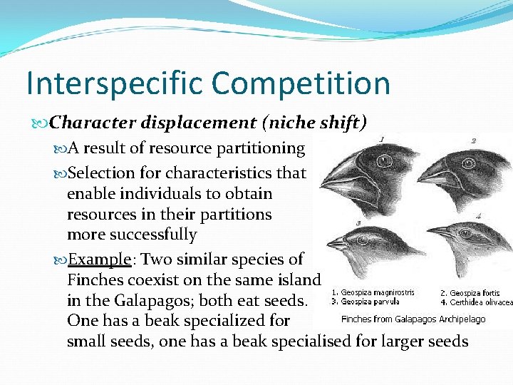 Interspecific Competition Character displacement (niche shift) A result of resource partitioning Selection for characteristics