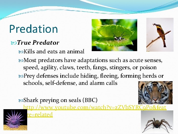Predation True Predator Kills and eats an animal Most predators have adaptations such as