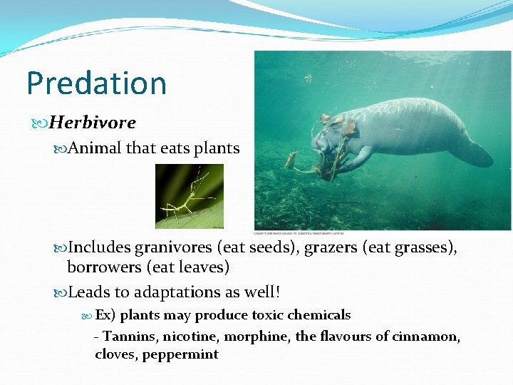 Predation Herbivore Animal that eats plants Includes granivores (eat seeds), grazers (eat grasses), borrowers