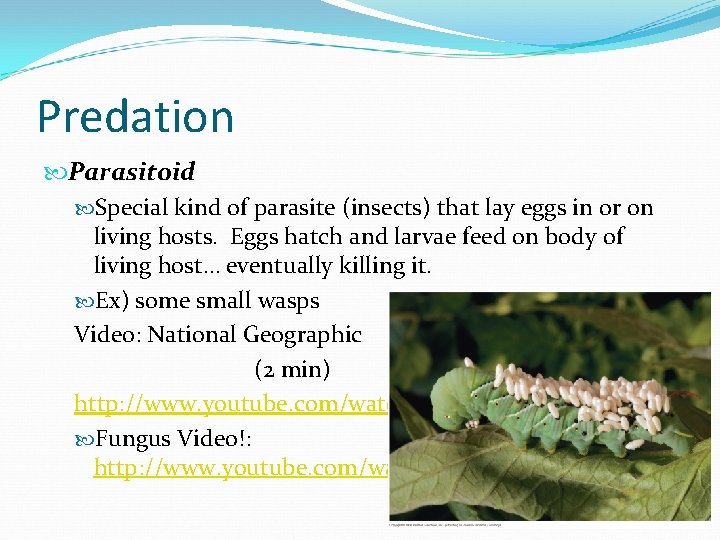 Predation Parasitoid Special kind of parasite (insects) that lay eggs in or on living