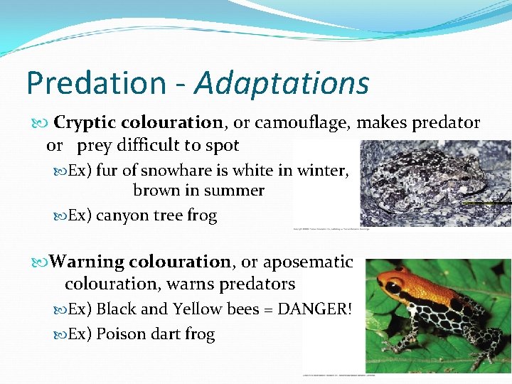 Predation - Adaptations Cryptic colouration, or camouflage, makes predator or prey difficult to spot