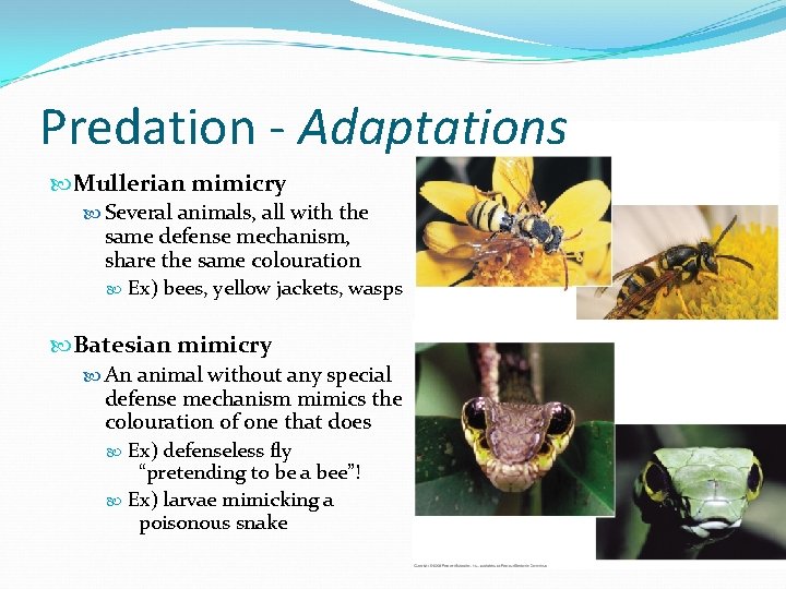 Predation - Adaptations Mullerian mimicry Several animals, all with the same defense mechanism, share