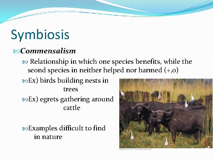 Symbiosis Commensalism Relationship in which one species benefits, while the seond species in neither