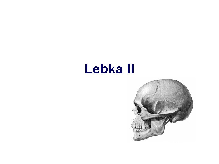 Lebka II 