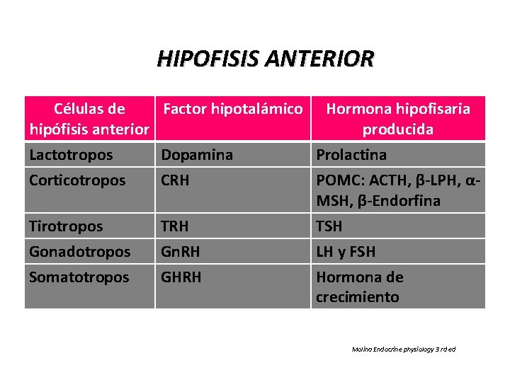 HIPOFISIS ANTERIOR Células de Factor hipotalámico hipófisis anterior Hormona hipofisaria producida Lactotropos Corticotropos Dopamina