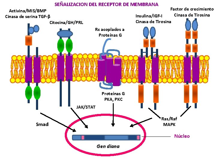 SEÑALIZACION DEL RECEPTOR DE MEMBRANA Factor de crecimiento Cinasa de Tirosina Insulina/IGF-I Cinasa de