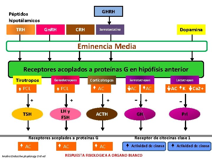 GHRH Péptidos hipotálamicos TRH Gn. RH CRH Dopamina Somatostatina Eminencia Media Receptores acoplados a