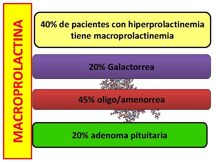 MACROPROLACTINA 40% de pacientes con hiperprolactinemia tiene macroprolactinemia 20% Galactorrea 45% oligo/amenorrea 20% adenoma