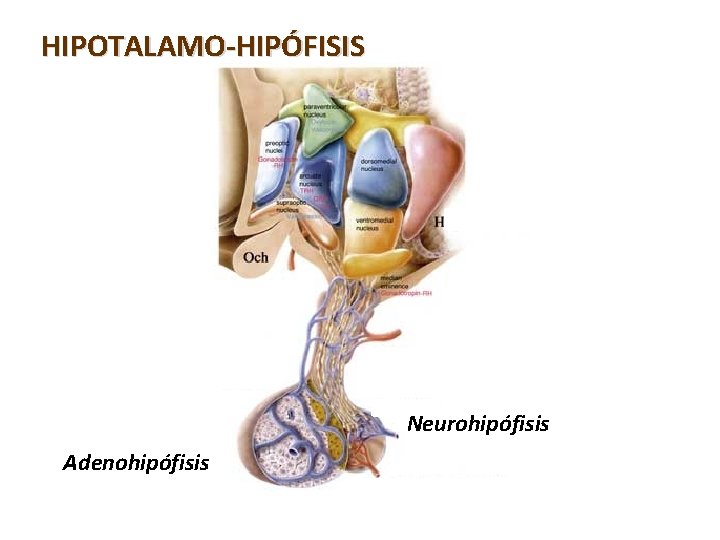 HIPOTALAMO-HIPÓFISIS Neurohipófisis Adenohipófisis Ne N 