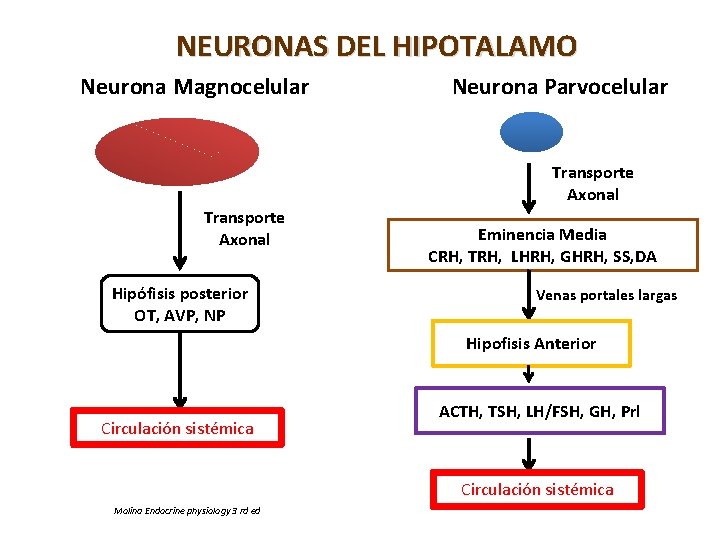 NEURONAS DEL HIPOTALAMO Neurona Magnocelular Neurona Parvocelular Transporte Axonal Hipófisis posterior OT, AVP, NP