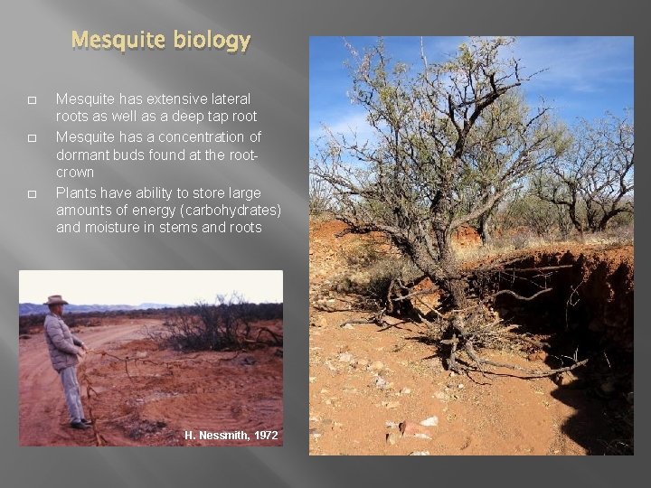 Mesquite biology � � � Mesquite has extensive lateral roots as well as a