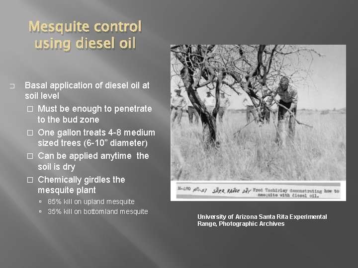 Mesquite control using diesel oil � Basal application of diesel oil at soil level Mesquite control using diesel oil � Basal application of diesel oil at soil level