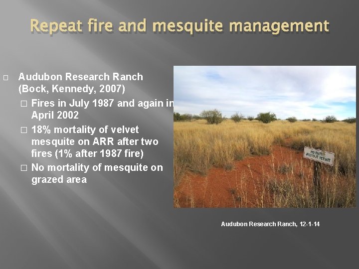 Repeat fire and mesquite management � Audubon Research Ranch (Bock, Kennedy, 2007) � Fires