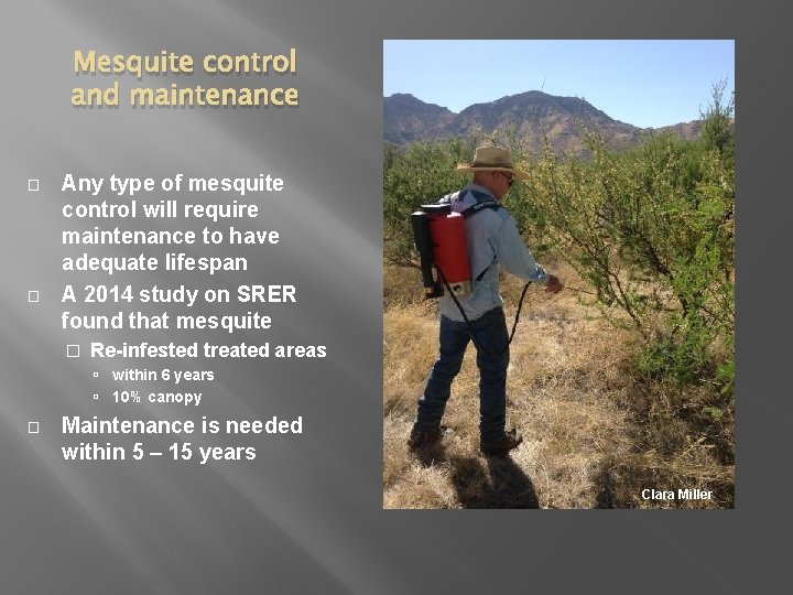 Mesquite control and maintenance � � Any type of mesquite control will require maintenance