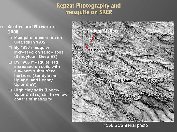 � Repeat Photography and mesquite on SRER Archer and Browning, 2008 Mesquite uncommon on