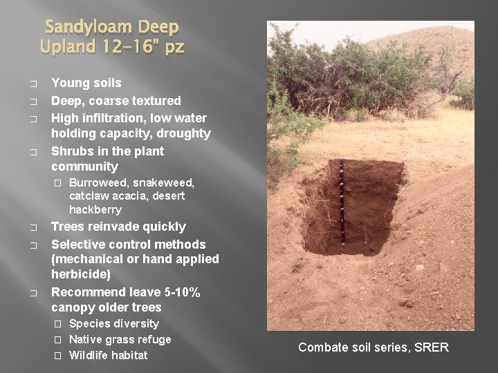 Sandyloam Deep Upland 12 -16” pz � � Young soils Deep, coarse textured High