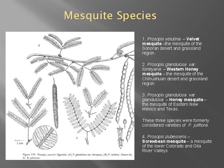 Mesquite Species 1. Prosopis velutina – Velvet mesquite –the mesquite of the Sonoran desert