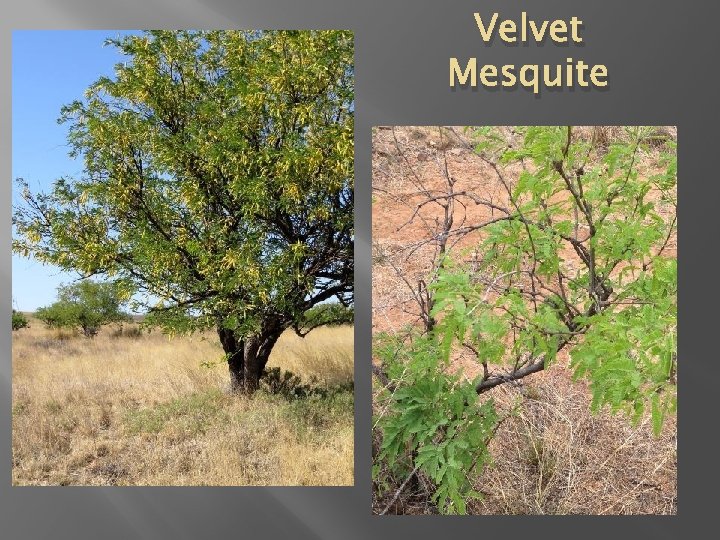 Velvet Mesquite 