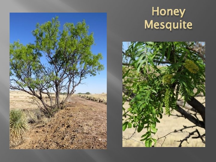 Honey Mesquite 