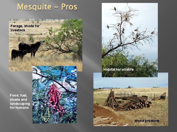 Mesquite - Pros Forage, shade for livestock Habitat for wildlife Food, fuel, shade and