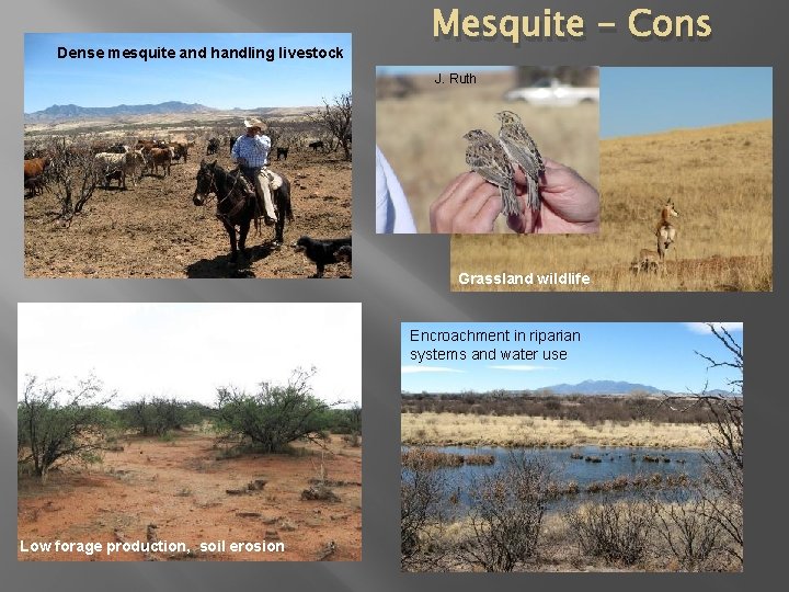 Dense mesquite and handling livestock Mesquite - Cons J. Ruth Grassland wildlife Encroachment in