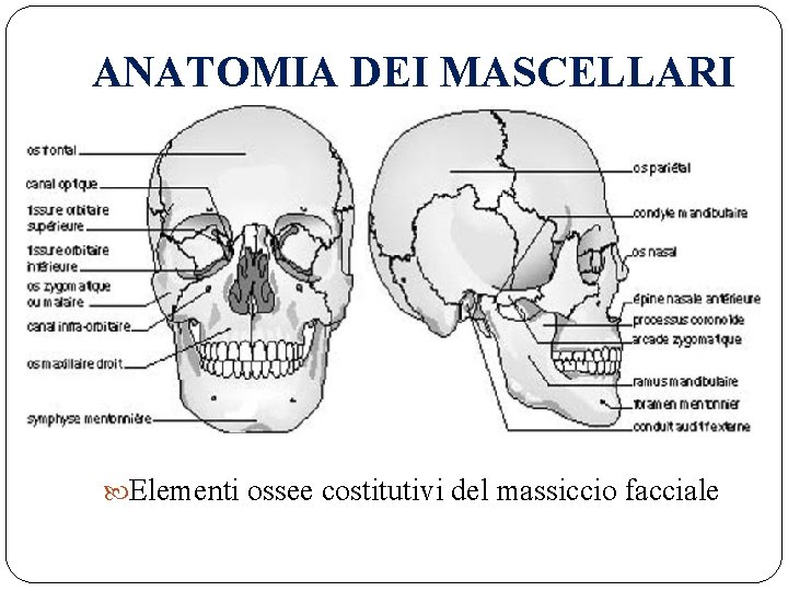 ANATOMIA DEI MASCELLARI Elementi ossee costitutivi del massiccio facciale 