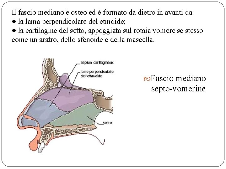 Il fascio mediano è osteo ed è formato da dietro in avanti da: ●