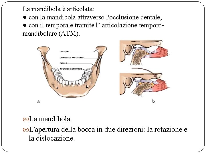 La mandibola è articolata: ● con la mandibola attraverso l'occlusione dentale, ● con il